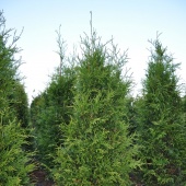 Thuja occidentalis 'Frieslandia' (0)